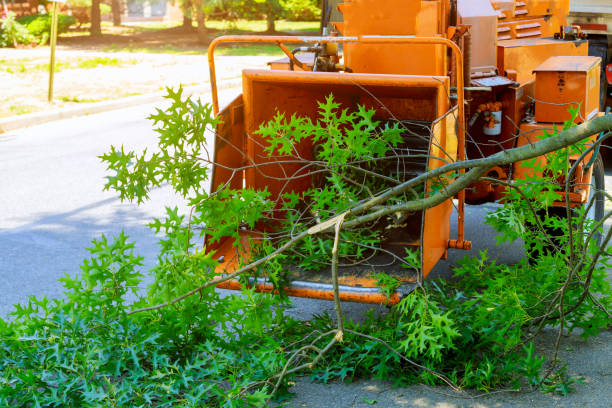 Best Tree Cutting Near Me  in Progreso, TX